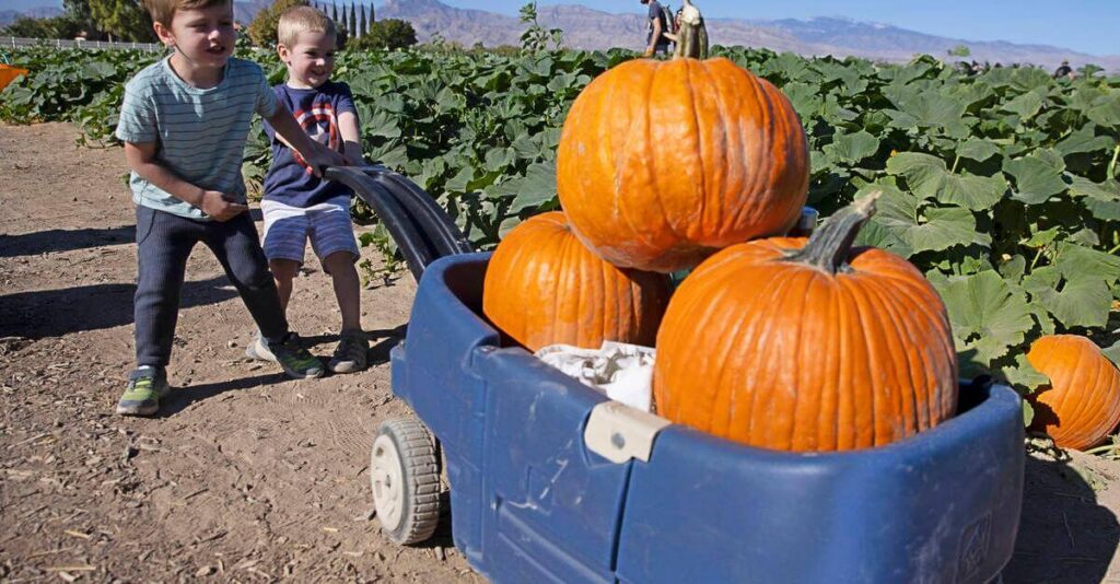 kid pulls wagon filled with pumpkins at patch